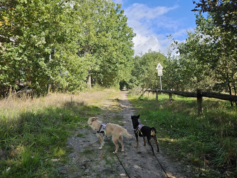 Stampkot natuurgebied met hond in Berlare Stampkot natuurgebied met hond in Berlare