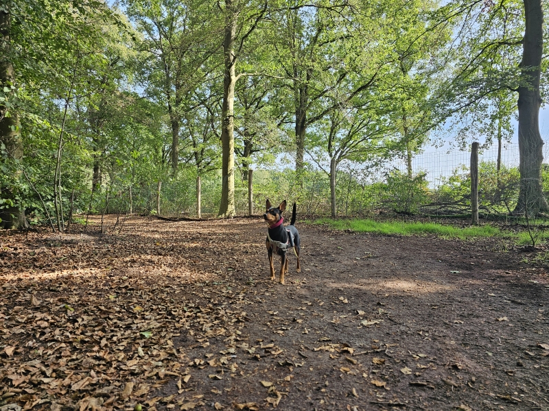 Staphorst loslopen hond bos Punthorst Staphorst loslopen hond bos Punthorst