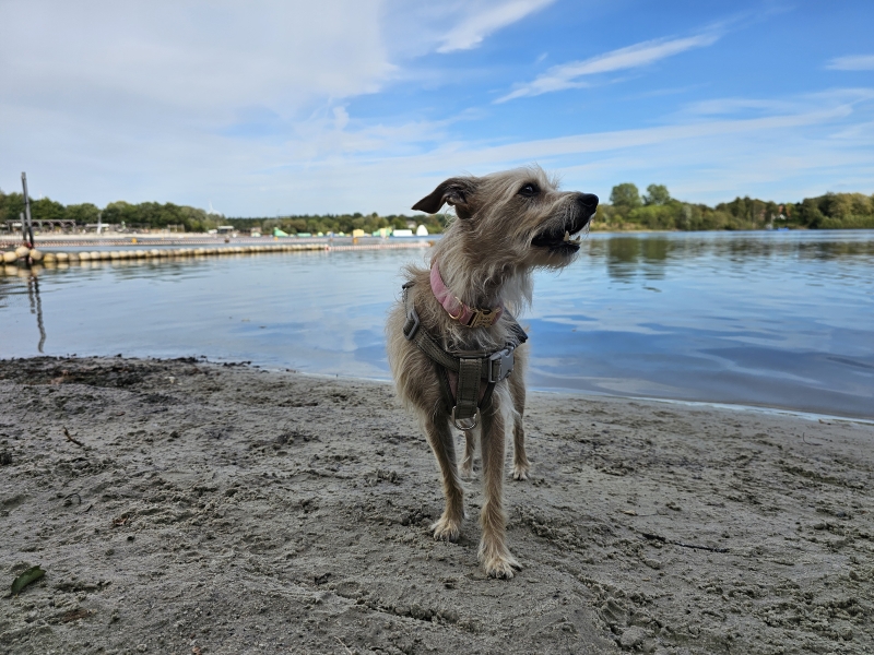Tannenhausen Hondenstrand Aurich