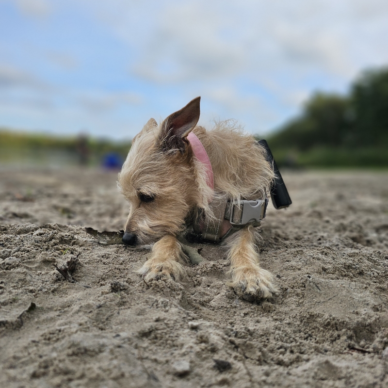 Tannenhausen hondenstrand Aurich