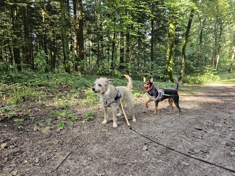Vakantie met hond Wallinghausen Aurich Duitsland
