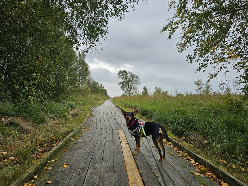 Vlonderpad Ewiges Meer in Eversmeer