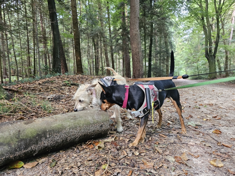 Wallinghausener Wald Aurich wandelen met hond