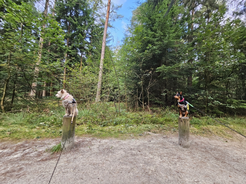 Wallinghauser Wald