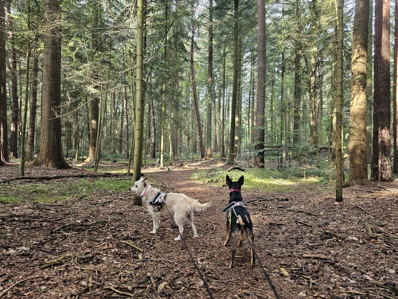 Wallinghauser Wald  Wallinghausen Aurich