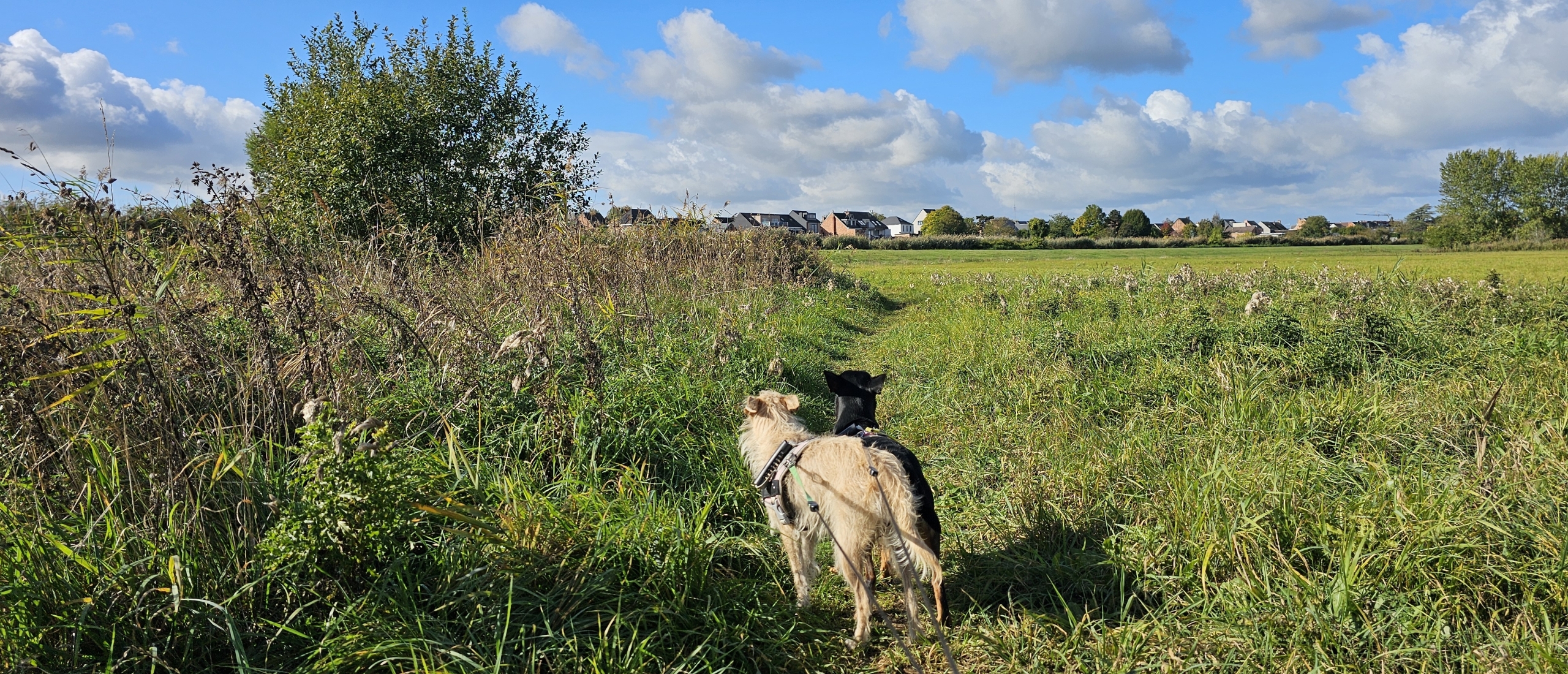 Wandelen door het Kasteelpark en langs de Schelde in Berlare met hond