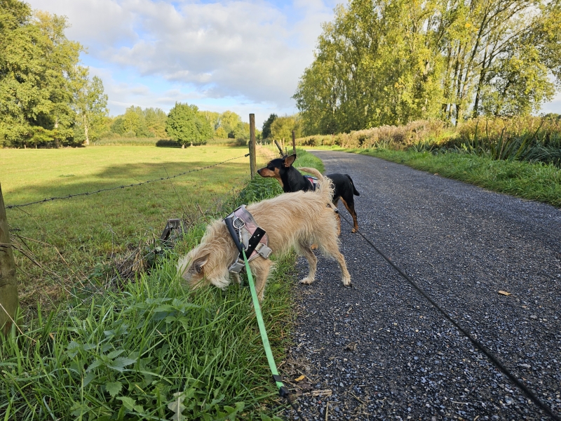 Wandelen in Berlare met hond via wandelknooppunten Wandelen in Berlare met hond via wandelknooppunten
