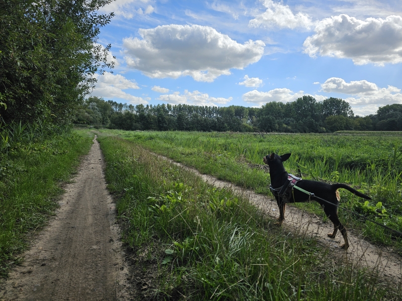 Wandelen in Stekene met hond door de Fondatie van Boudeloo Wandelen in Stekene met hond door de Fondatie van Boudeloo