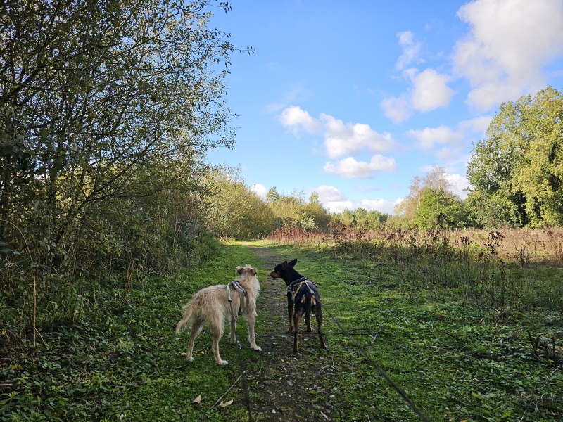 Wandelen met hond door de Paardeweide in Berlare Wandelen met hond door de Paardeweide in Berlare