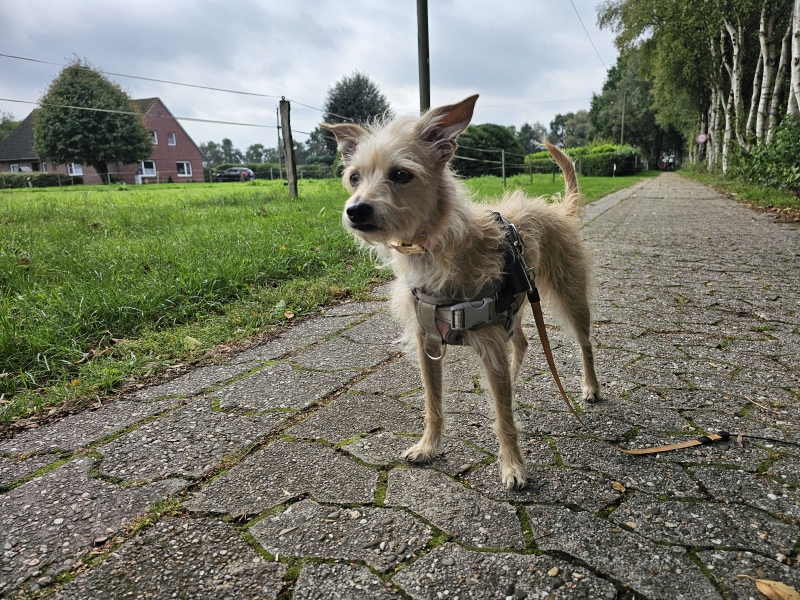Wandelen met hond Ewiges Meer in Oost-Friesland