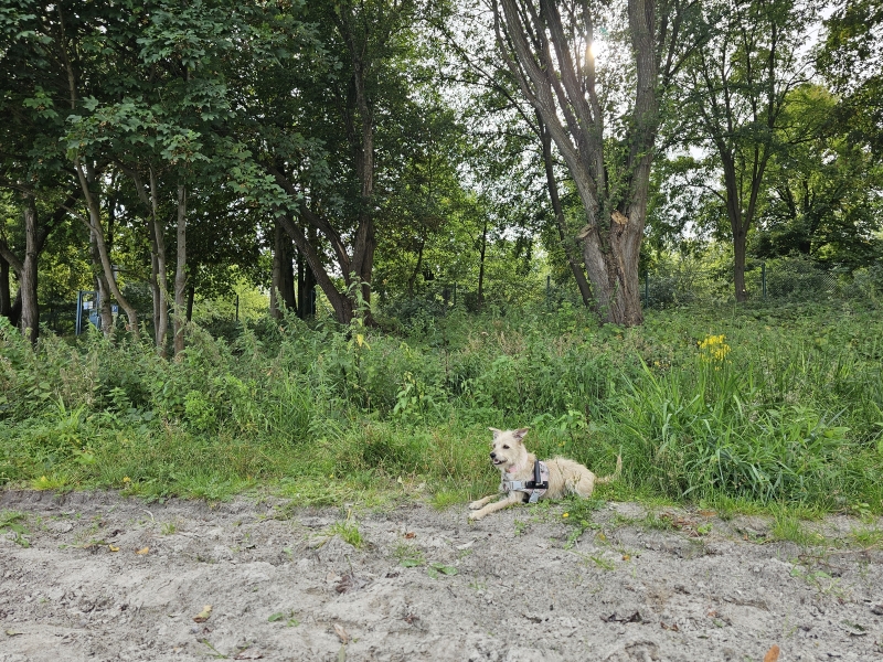 Wandelen met hond hondenstrand Badesee-Tannenhausen in Aurich, Oost-Friesland, Nedersaksen