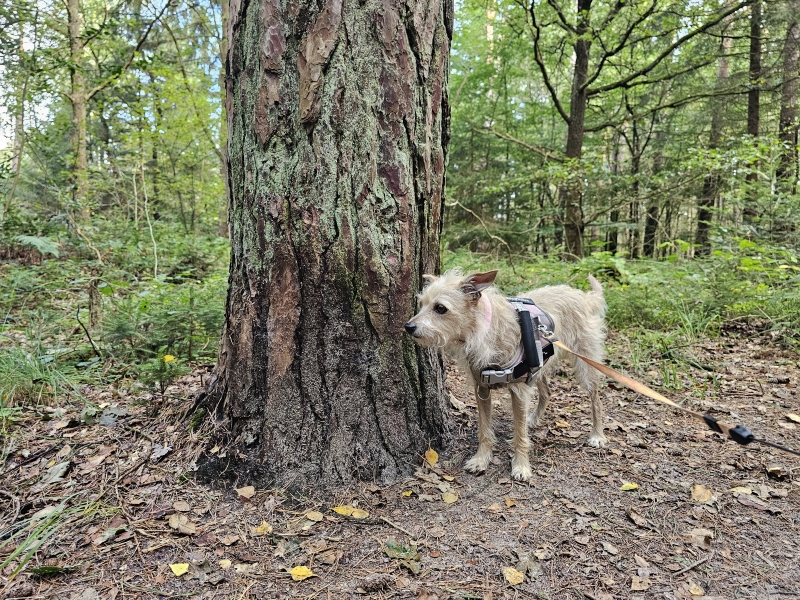 Wandelen met hond in Wallinghausen, Aurich, Oost-Friesland