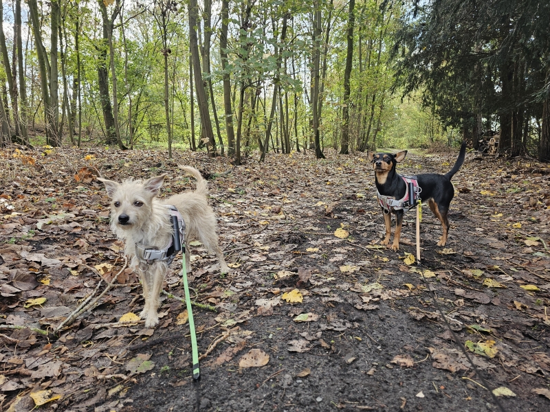 Wandeling door het bos in Berlare met hond Wandeling door het bos in Berlare met hond