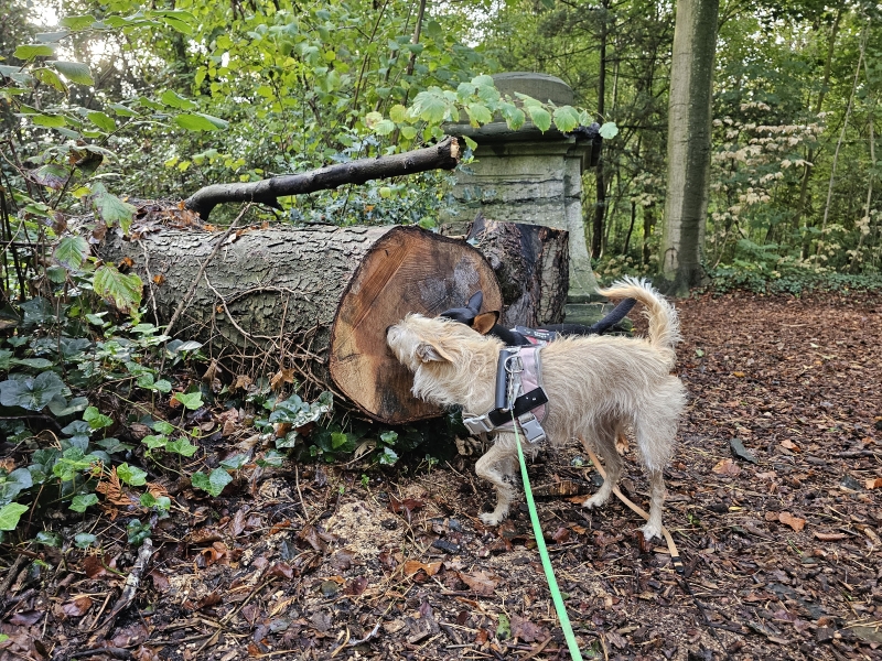 Wandeling door het Kasteelpark van Berlare met hond Wandeling door het Kasteelpark van Berlare met hond