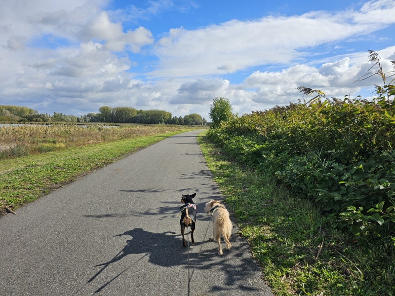 Wandeling langs de Schelde in Berlare met hond Wandeling langs de Schelde in Berlare met hond