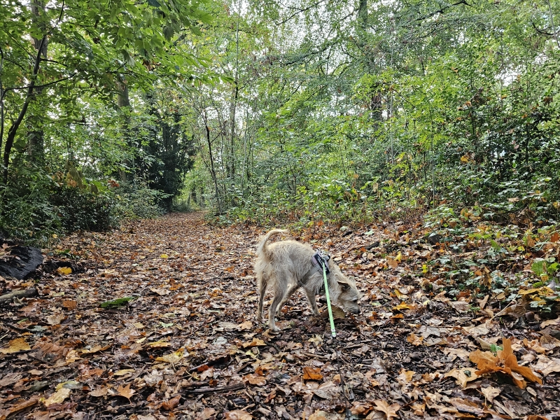 Wandeling met hond door het park in Berlare Wandeling met hond door het park in Berlare