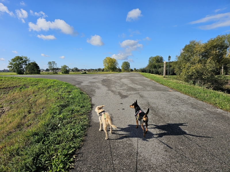 Wandeling over de dijk in Berlare met hond Wandeling over de dijk in Berlare met hond