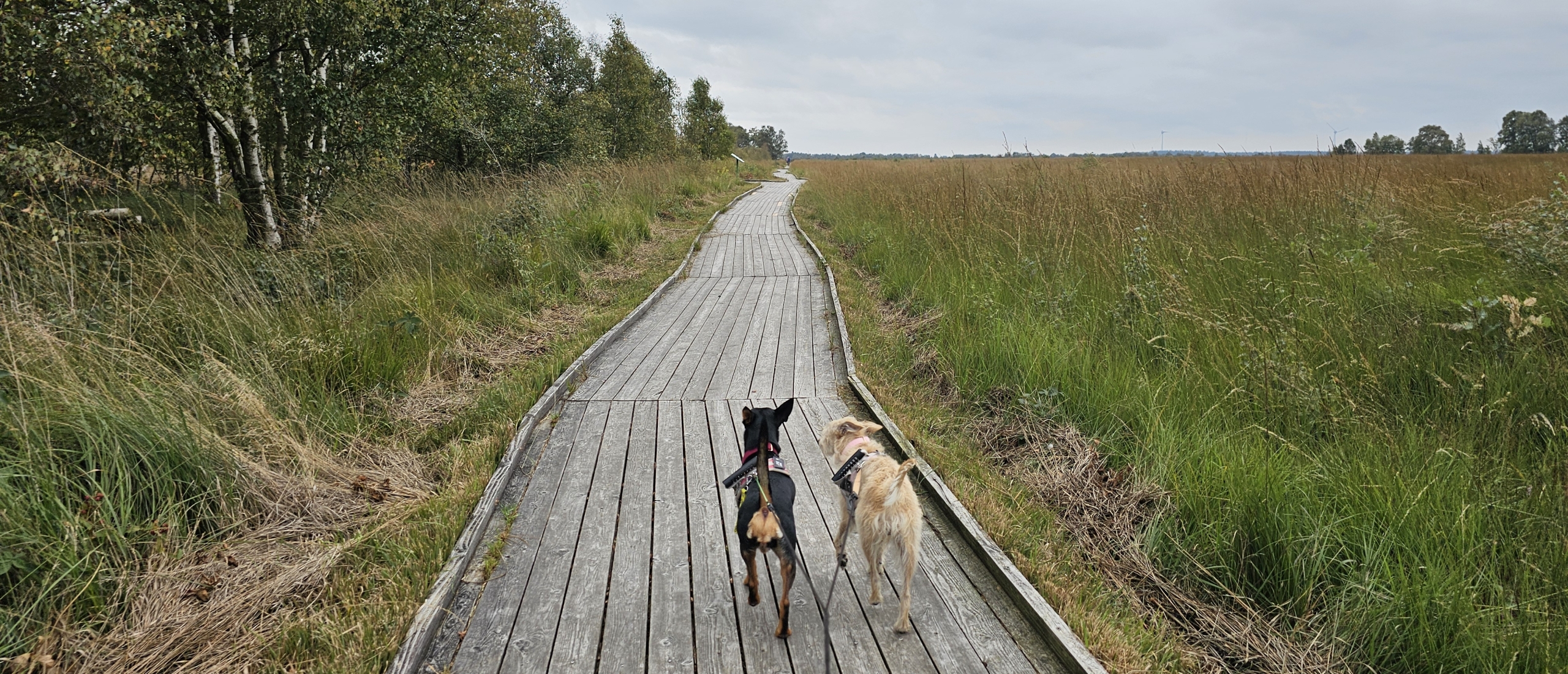 Wandeling over het vlonderpad naar het Ewiges Meer