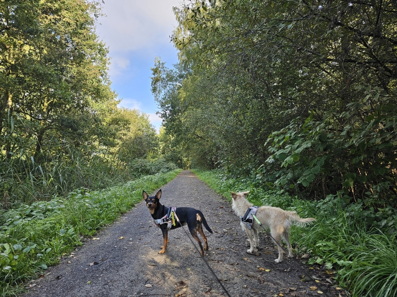 Wandelroute Berlare met hond Wandelroute Berlare met hond