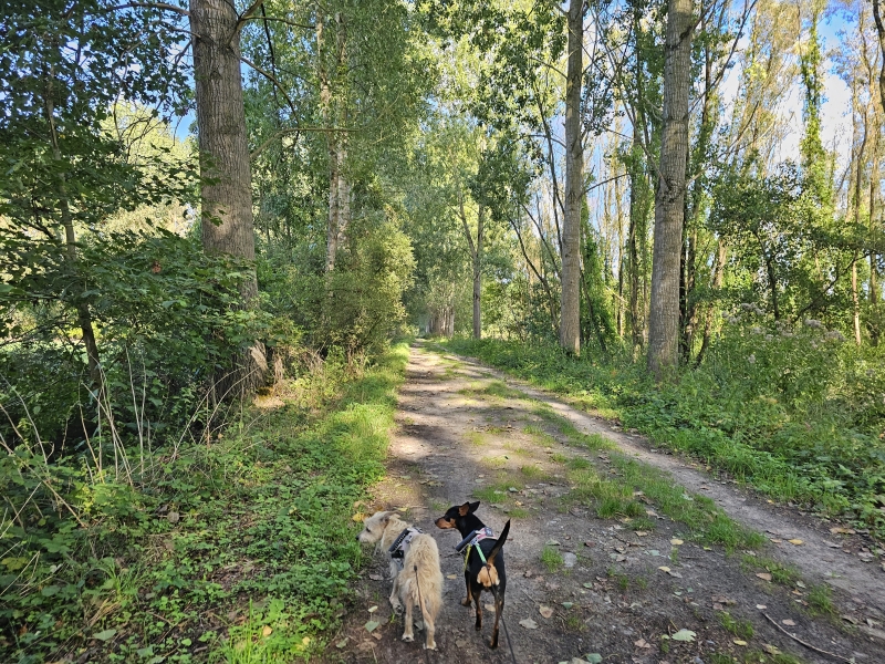 Wandelroute Fondatie van Boudeloo met hond Wandelroute Fondatie van Boudeloo met hond