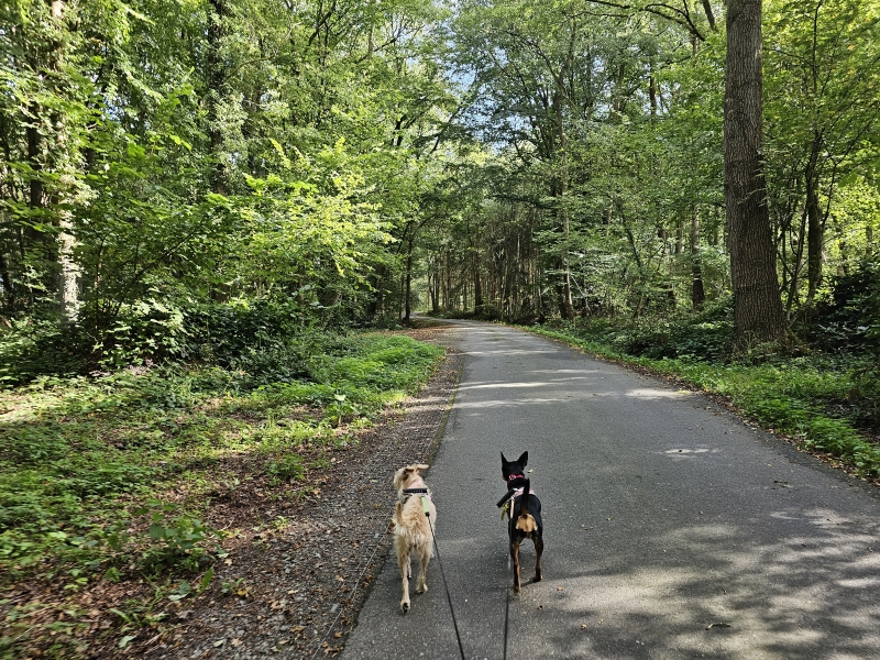Wandelroute Westerstede Ammerland met hond Wandelroute Westerstede Ammerland met hond