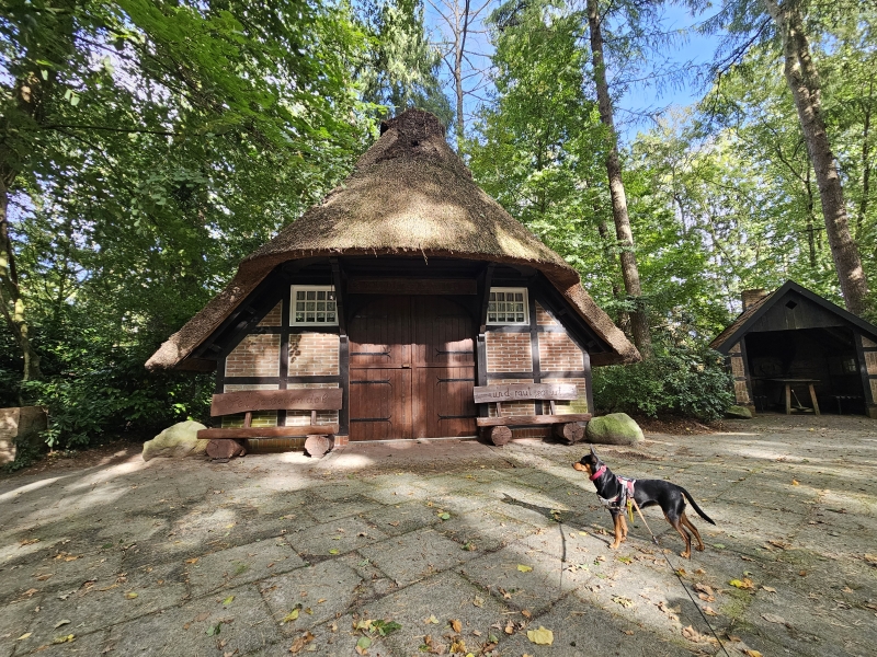 Westerstede Ammerland Nedersaksen wandeling met hond door het bos Westerstede Ammerland Nedersaksen wandeling met hond door het bos
