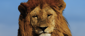 The Big Five in Tanzania, four you will see and one you probably will not