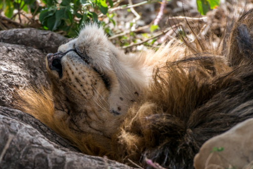 Serengeti National Park how to fit in your safari