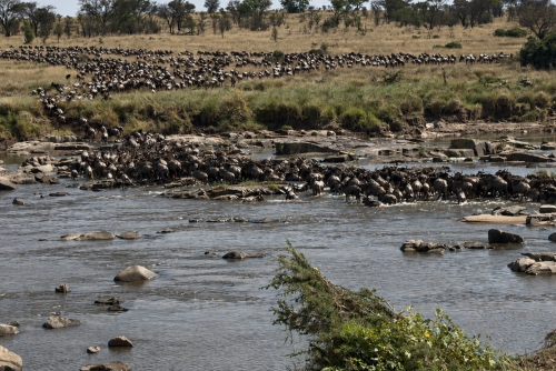 Tanzania Great Migration Serengeti Rivercrossing