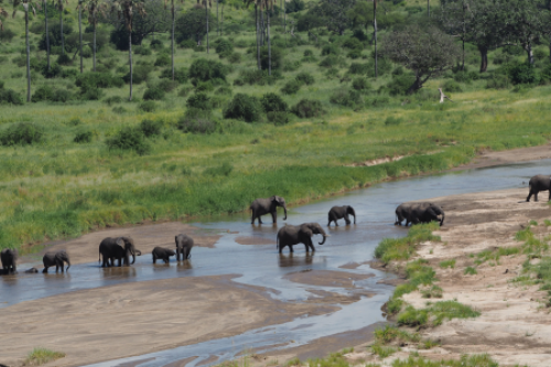Tarangire National Park Tanzania Safari