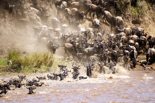 The Great Migration Serengeti Tanzania