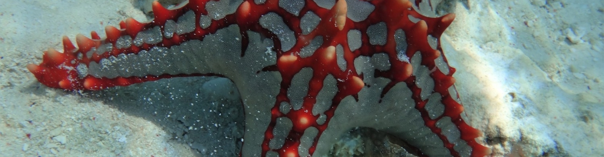 Zanzibar Star Fish