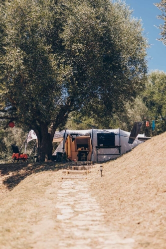 Tent op een ruime kampeerplek in de schaduw van een grote olijfboom, met een pad omhoog, bij Camping Vista Fermo in Le Marche