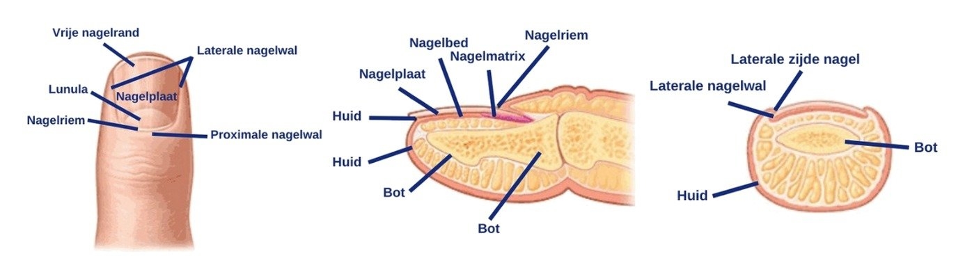 Tekening van de opbouw van de nagel: nagelplaat, lunula, nagelriem, nagelwallen, nagelbed en nagelmatrix