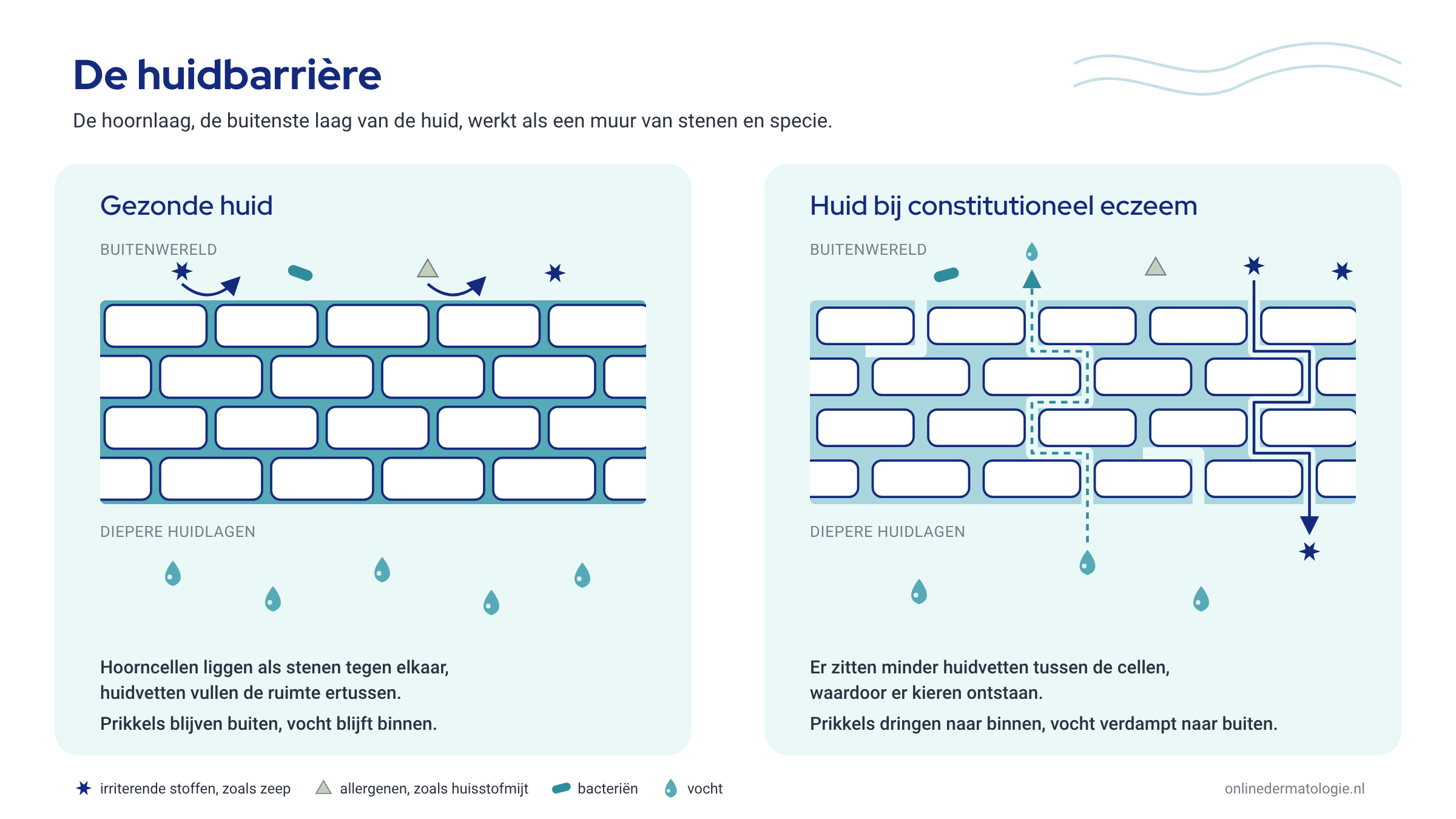 Twee tekeningen van de hoornlaag als een muur van stenen en specie. Links een gezonde huid: prikkels blijven buiten en vocht blijft binnen. Rechts de huid bij constitutioneel eczeem: door kieren tussen de cellen dringen prikkels naar binnen en verdampt vocht.