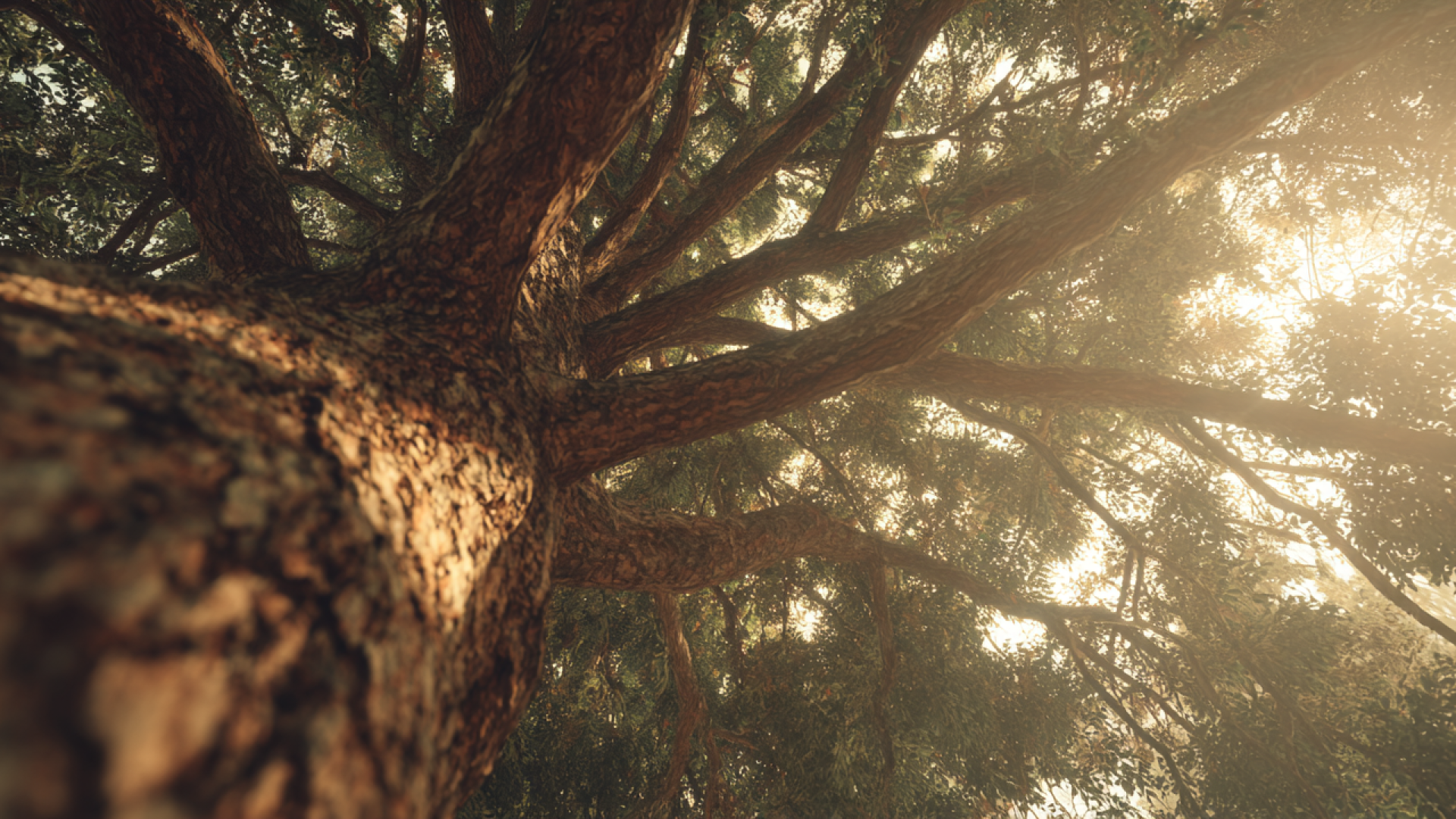 Energetisch werk – werken met energie in zachtheid en afstemming Zonlicht door bomen dat rust, energie en natuurlijke balans uitstraalt.