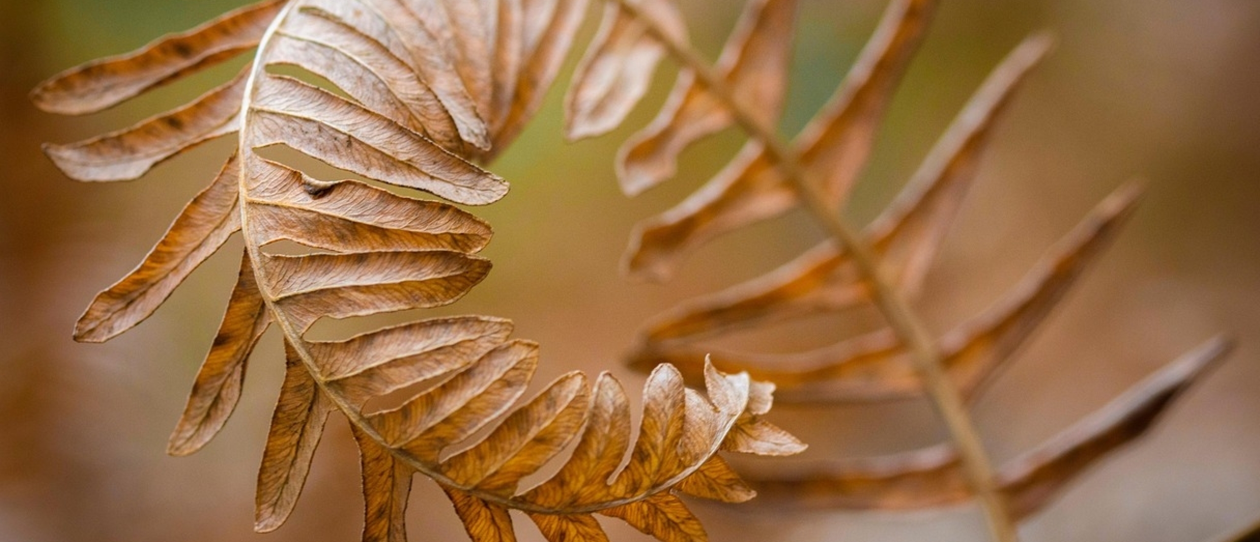 herfstblaadje-loslaten-sacred-life.jpg