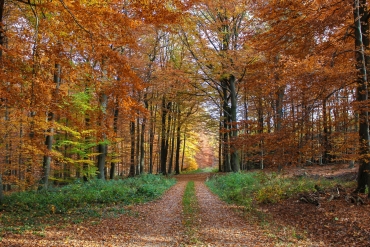 spirituele reis savernake forest engeland