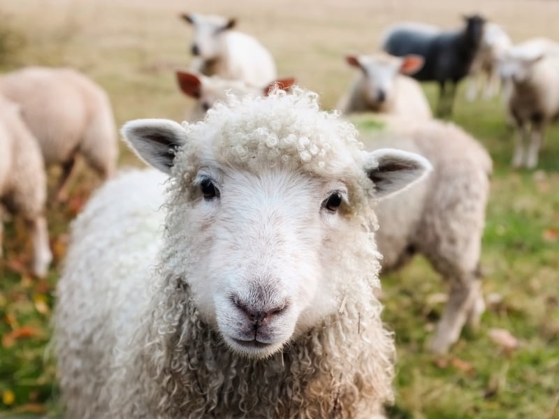 Sheep Ierland meer dan reizen