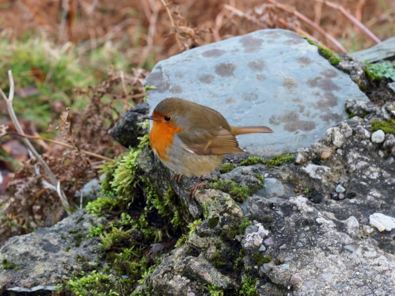 roodborstje Dublin meer dan reizen