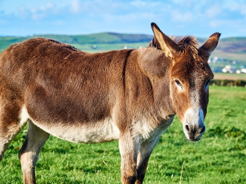 Donkey Ierland meer dan reizen