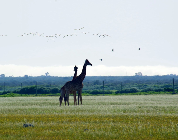 Thali Thali Game Lodge game drive Thali Thali Game Lodge game drive