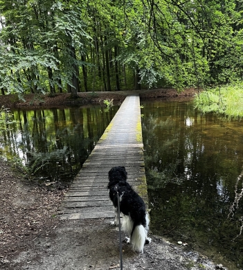 Tjibbe bij een houten bruggetje over het water tijdens een boswandeling. Nieuwsgierig en ontdekken Trainingonlinegids