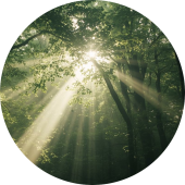 Zacht licht dat door het bos valt en symbool staat voor stap-voor-stap herstel, innerlijke rust en persoonlijke groei.