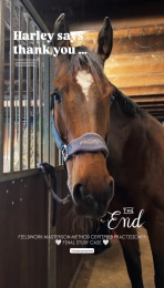 Masterson Method MMCP bodywork paardenmassage