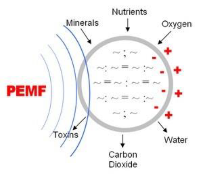 pemf-invloed-op-cellen pemf-invloed-op-cellen