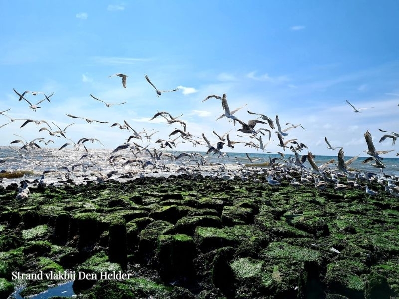 Den Helder stranden