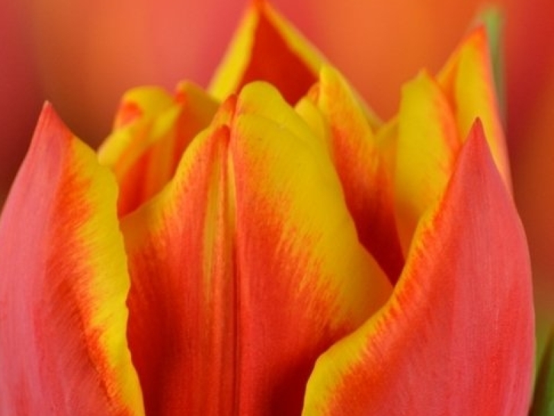 tulipa crossfire