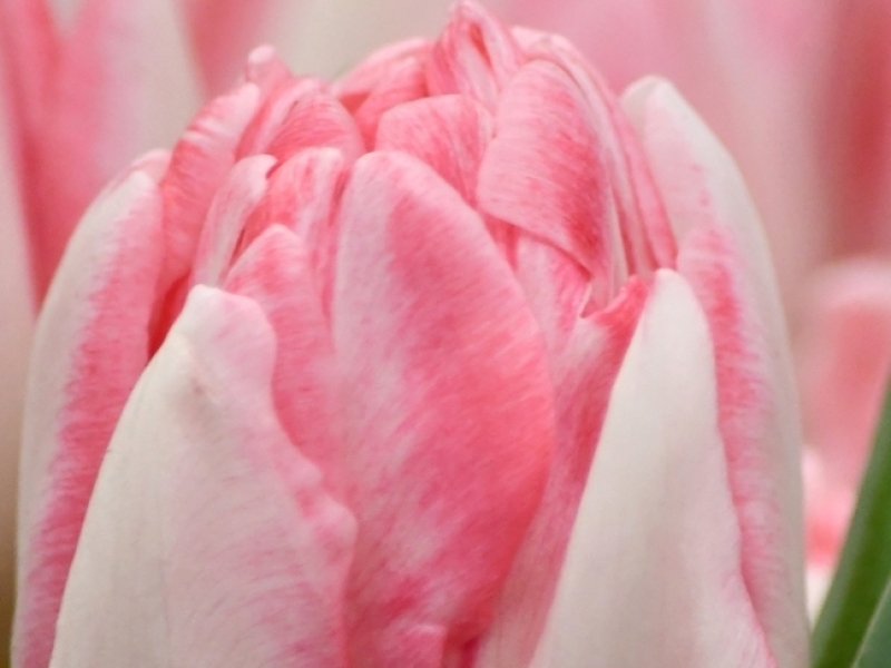 tulipa foxtrot