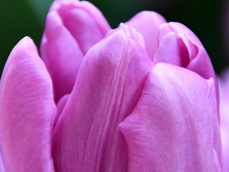 tulipa Kickstart